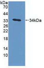 EB1 Antibody in Western Blot (WB)