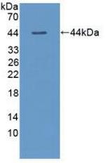 TSH beta Antibody in Western Blot (WB)