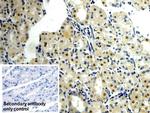 NAMPT Antibody in Immunohistochemistry (Paraffin) (IHC (P))