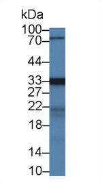 MPST Antibody in Western Blot (WB)