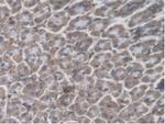 GBP4 Antibody in Immunohistochemistry (Paraffin) (IHC (P))