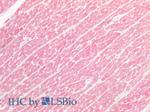 Myosin heavy chain 1 Antibody in Immunohistochemistry (Paraffin) (IHC (P))