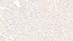 Myosin heavy chain 1 Antibody in Immunohistochemistry (Paraffin) (IHC (P))