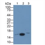 Galectin 5 Antibody in Western Blot (WB)