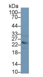 MBL2 Antibody in Western Blot (WB)