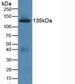 Jagged1 Antibody in Western Blot (WB)