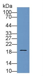 Pleiotrophin Antibody in Western Blot (WB)