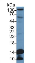 Histone H4 Antibody in Western Blot (WB)