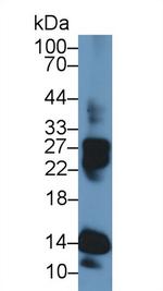 Histone H4 Antibody in Western Blot (WB)