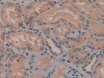 TAZ Antibody in Immunohistochemistry (Paraffin) (IHC (P))