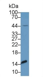 Transthyretin Antibody in Western Blot (WB)