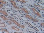 COX1 Antibody in Immunohistochemistry (Paraffin) (IHC (P))