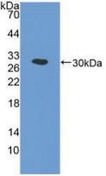 COX1 Antibody in Western Blot (WB)