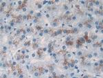 C20orf10 Antibody in Immunohistochemistry (Paraffin) (IHC (P))