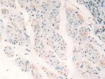 C20orf10 Antibody in Immunohistochemistry (Paraffin) (IHC (P))