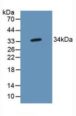 C20orf10 Antibody in Western Blot (WB)