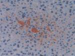 ELOA Antibody in Immunohistochemistry (Paraffin) (IHC (P))