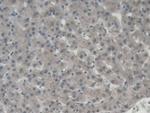 ORM1 Antibody in Immunohistochemistry (Paraffin) (IHC (P))