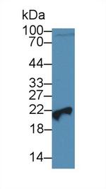 PEBP1 Antibody in Western Blot (WB)