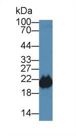 PEBP1 Antibody in Western Blot (WB)