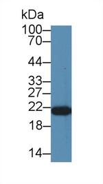 PEBP1 Antibody in Western Blot (WB)