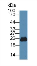 PEBP1 Antibody in Western Blot (WB)