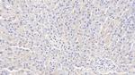 Adiponectin Antibody in Immunohistochemistry (Paraffin) (IHC (P))