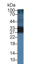 Adiponectin Antibody in Western Blot (WB)