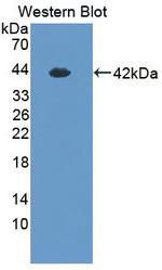 HEPH Antibody in Western Blot (WB)