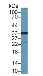 Galectin 12 Antibody in Western Blot (WB)