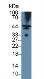 HFE2 Antibody in Western Blot (WB)