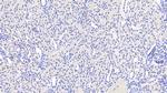 ACSM1 Antibody in Immunohistochemistry (Paraffin) (IHC (P))