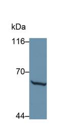 MMP1 Antibody in Western Blot (WB)