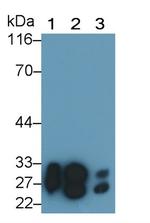 Trypsin Antibody in Western Blot (WB)