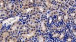 Prohibitin Antibody in Immunohistochemistry (Paraffin) (IHC (P))