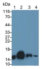 Cystatin C Antibody in Western Blot (WB)