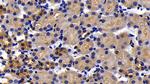 APAF1 Antibody in Immunohistochemistry (Paraffin) (IHC (P))