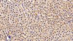 Apolipoprotein C1 Antibody in Immunohistochemistry (Paraffin) (IHC (P))