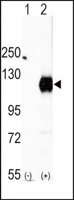 EphA2 Antibody in Western Blot (WB)