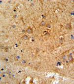 PCSK2 Antibody in Immunohistochemistry (Paraffin) (IHC (P))