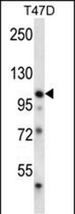 EphB1 Antibody in Western Blot (WB)
