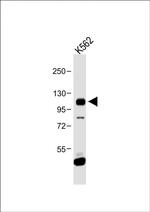 FGFR4 Antibody in Western Blot (WB)