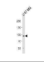 TYRO3 Antibody in Western Blot (WB)