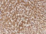 GM130 Antibody in Immunohistochemistry (Paraffin) (IHC (P))