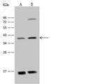 ADAT3 Antibody in Western Blot (WB)