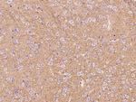 ATP1A3 Antibody in Immunohistochemistry (Paraffin) (IHC (P))