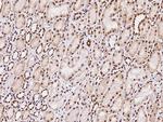 MBD5 Antibody in Immunohistochemistry (Paraffin) (IHC (P))