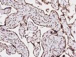 MBD5 Antibody in Immunohistochemistry (Paraffin) (IHC (P))