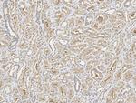 NUDT5 Antibody in Immunohistochemistry (Paraffin) (IHC (P))