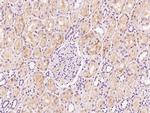 Fe65 Antibody in Immunohistochemistry (Paraffin) (IHC (P))